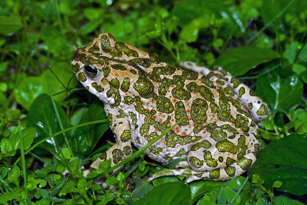 Bufotes VIridis