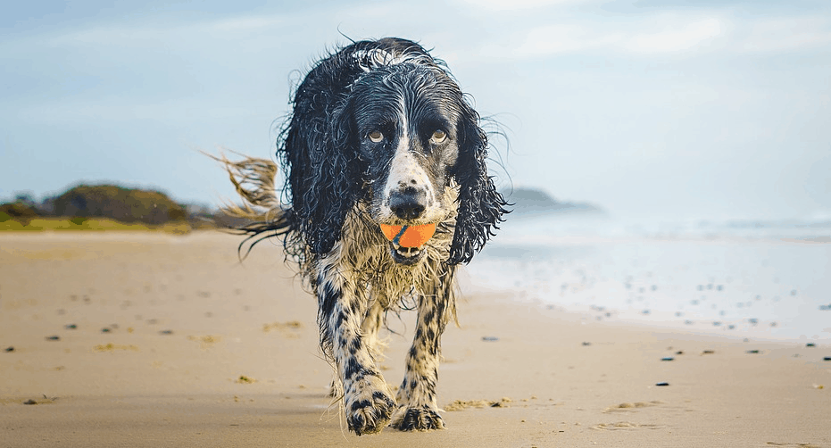 The best Dog beaches