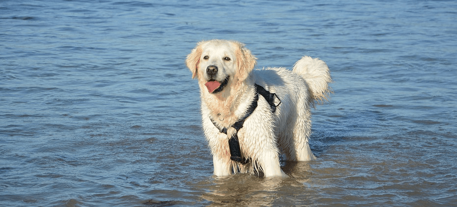 7 of the Best Dog Friendly Beaches in Veneto Region, Italy 1