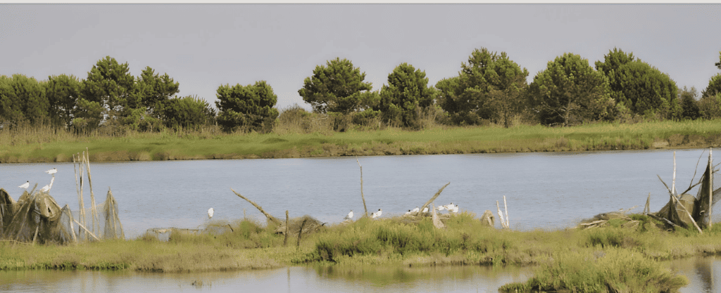 Laguna del Mort, the unique natural paradise with diverse fauna and flora 1