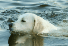 Swimming dog