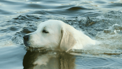 Swimming dog