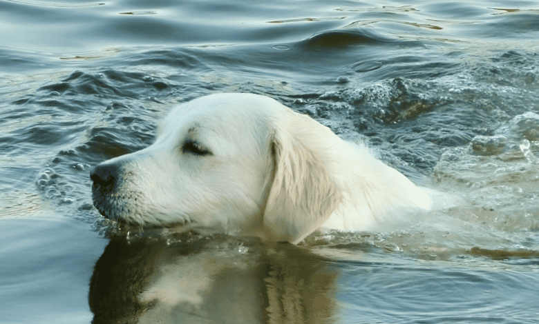 Swimming dog