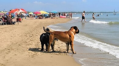 Dog Beach Cavallino