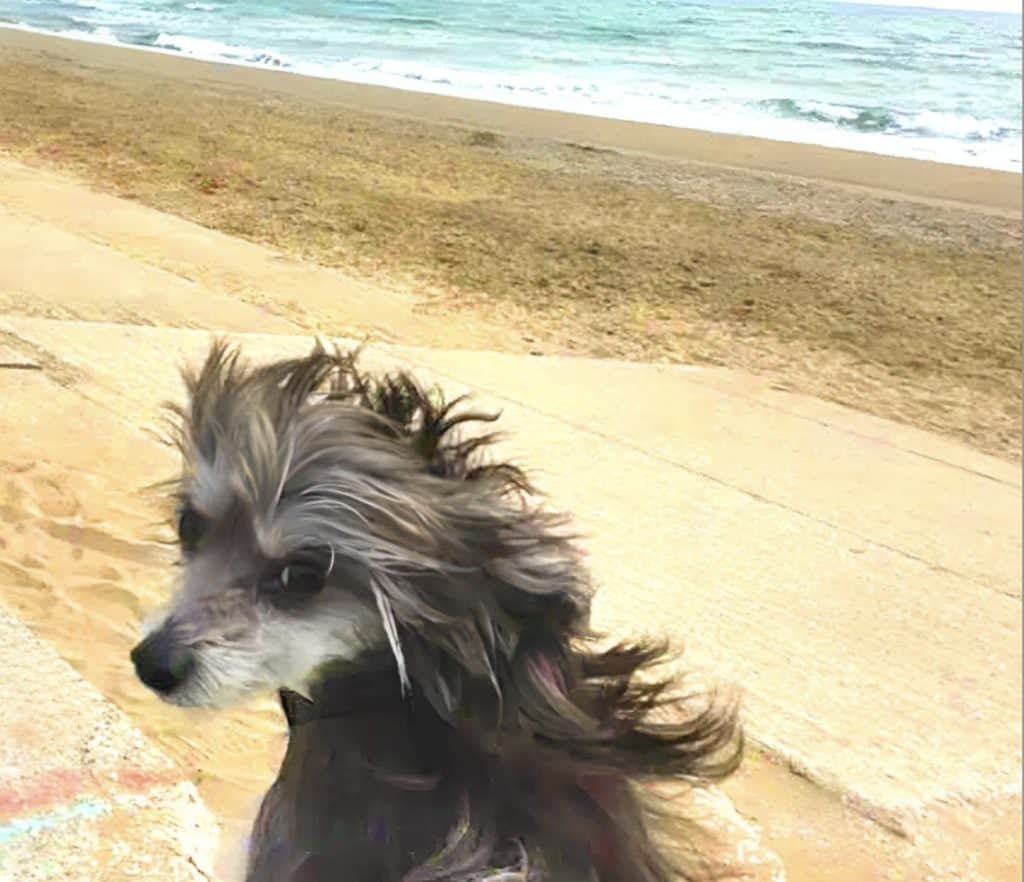 Hundestrände In Venetien 20 Hundestrand